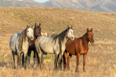 Baharda Utah çölünde vahşi atlar