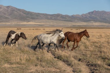 Baharda Utah çölünde vahşi atlar