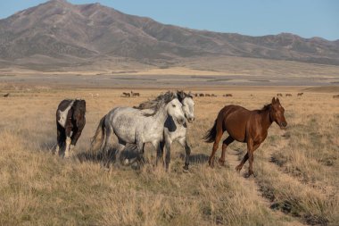 Baharda Utah çölünde vahşi atlar