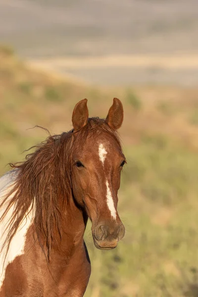 Wild Horse Utah Desert Spring — Stock Photo, Image