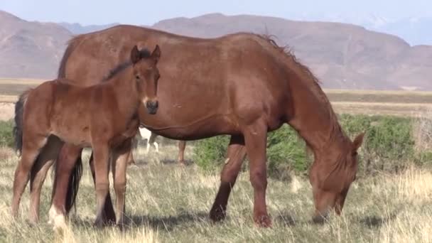 Vadló Kanca Csikó Utah Sivatagban Tavasszal — Stock videók