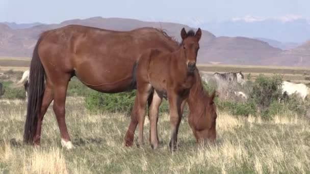 Égua Cavalo Selvagem Potro Deserto Utah Primavera — Vídeo de Stock