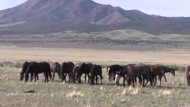 Cavalos Selvagens Deserto Utah Primavera — Vídeo de Stock