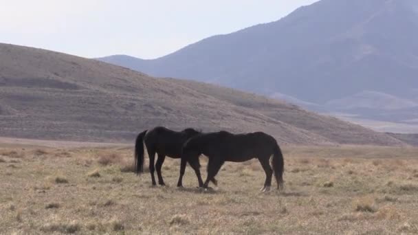 Wildpferdehengste Der Wüste Von Utah Frühling — Stockvideo