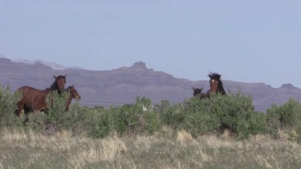 Άγρια Άλογα Στην Έρημο Της Γιούτα Την Άνοιξη — Αρχείο Βίντεο