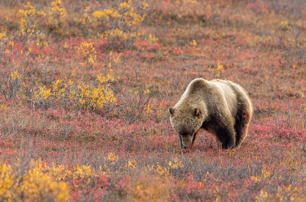 Urso Pardo Tundra Parque Nacional Denali Alasca Outono — Fotografia de Stock