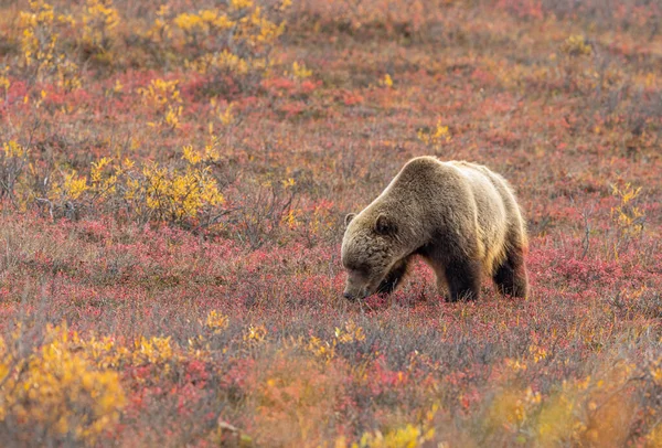 Medvěd Grizzly Tundře Národním Parku Denali Aljašce Podzim — Stock fotografie