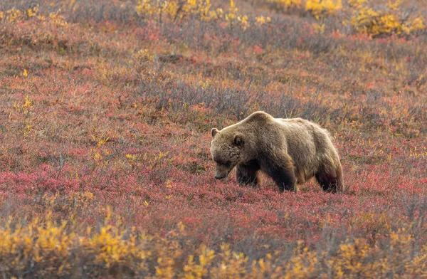 Sonbaharda Denali Ulusal Parkı Alaska Tundrada Bir Boz Ayı — Stok fotoğraf