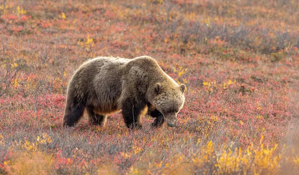 Medvěd Grizzly Tundře Národním Parku Denali Aljašce Podzim — Stock fotografie