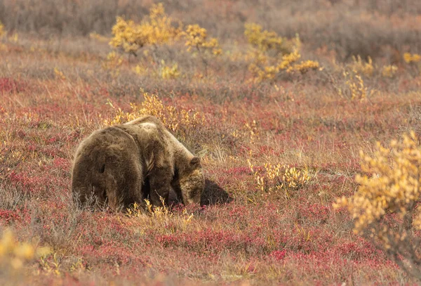 Oso Pardo Tundra Parque Nacional Denali Alaska Otoño —  Fotos de Stock