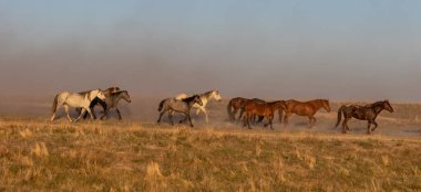 Utah çölünde koşan vahşi bir at sürüsü.