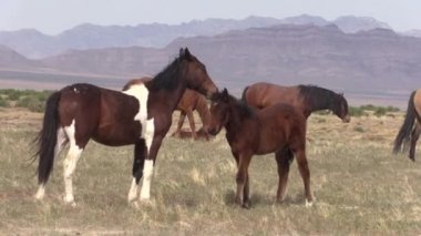 Baharda Utah çölünde vahşi atlar