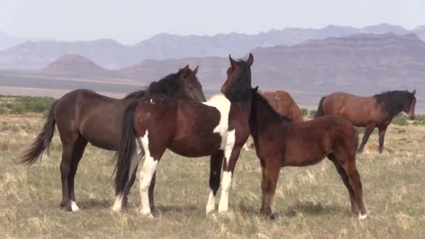 Wild Horses Utah Desert Spring — Stock Video