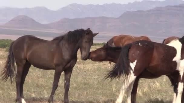 Cavalli Selvatici Nel Deserto Dello Utah Primavera — Video Stock