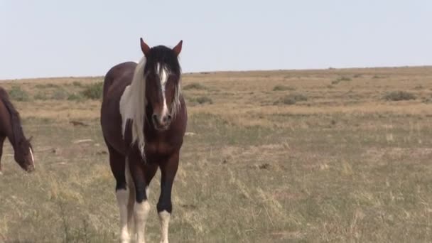 Caballo Salvaje Desierto Utah Primavera — Vídeos de Stock