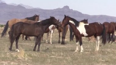 Baharda Utah çölünde vahşi atlar
