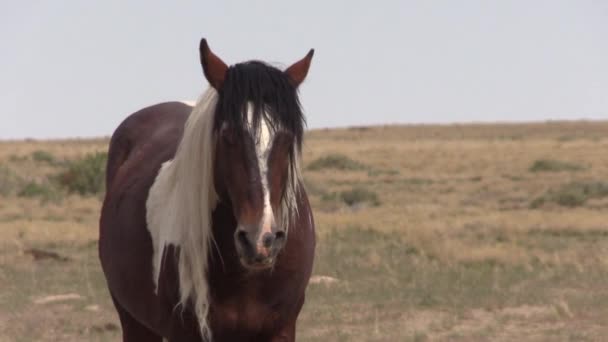 Vild Häst Utah Öknen Våren — Stockvideo