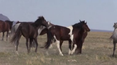 Baharda Utah çölünde vahşi atlar