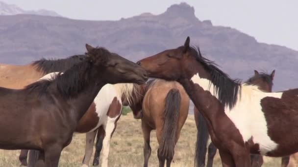 Wildpferde Der Wüste Von Utah Frühling — Stockvideo