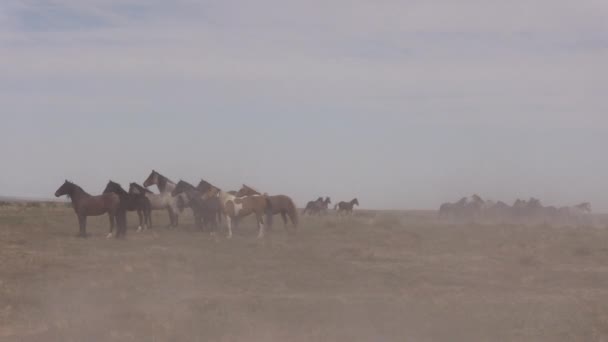 Wild Horses Utah Desert Spring — Stock Video