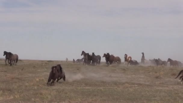 Cavalos Selvagens Deserto Utah Primavera — Vídeo de Stock