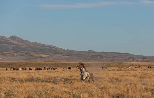 在犹他州沙漠中 一匹野马在争斗 — 图库照片
