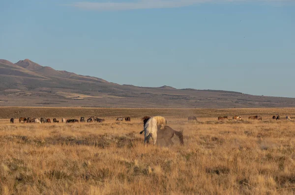 Wilde Paard Hengsten Sparren Utah Woestijn Het Voorjaar — Stockfoto