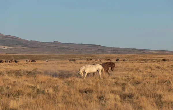 Wildpferdehengste Beim Sparring Der Wüste Von Utah Frühjahr — Stockfoto