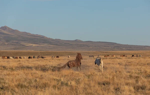 Wildpferdehengste Beim Sparring Der Wüste Von Utah Frühjahr — Stockfoto