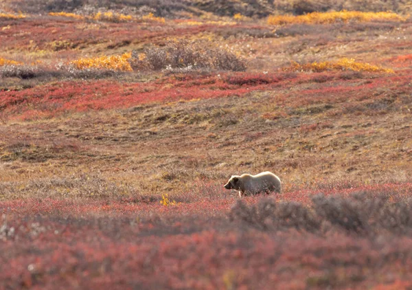 Medvěd Grizzly Podzim Národním Parku Denali Aljaška — Stock fotografie