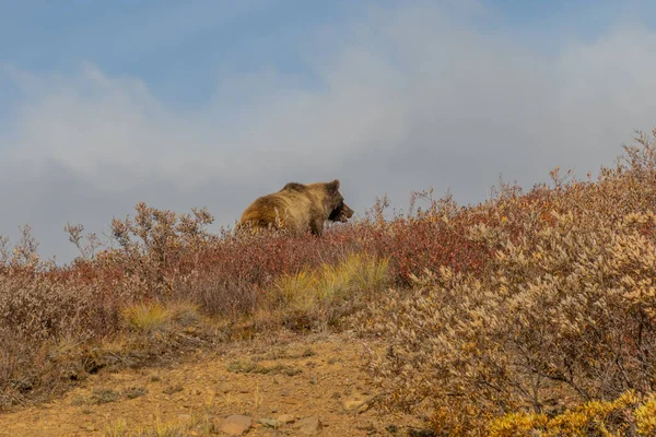 阿拉斯加德纳利国家公园秋天的一只灰熊 — 图库照片