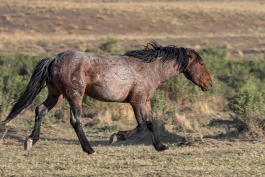 Baharda Utah çölünde güzel vahşi bir at.