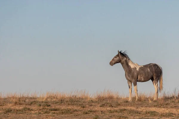 ユタ砂漠の春の美しい野生の馬 — ストック写真