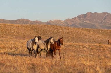 Utah çölünde ilkbaharda vahşi atlar