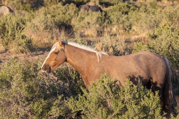 Wild Horse Spring Utah Desert — Stock Photo, Image