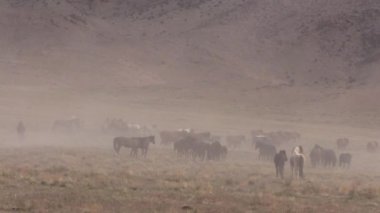 Baharda Utah çölünde vahşi bir at sürüsü.