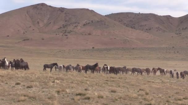 Een Kudde Wilde Paarden Het Voorjaar Utah Woestijn — Stockvideo