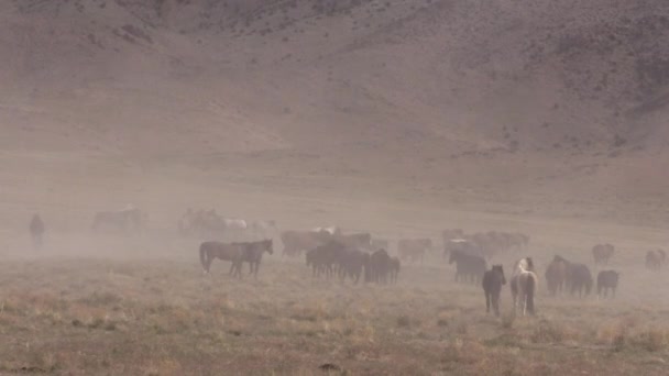 Ένα Κοπάδι Από Άγρια Άλογα Την Άνοιξη Στην Έρημο Της — Αρχείο Βίντεο