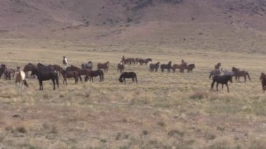 Baharda Utah çölünde vahşi bir at sürüsü.