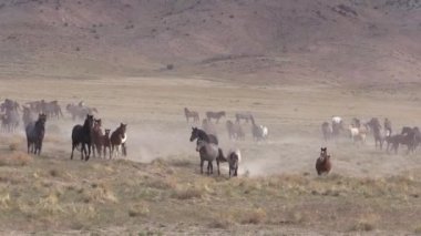Baharda Utah çölünde vahşi bir at sürüsü.