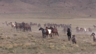 Baharda Utah çölünde vahşi bir at sürüsü.