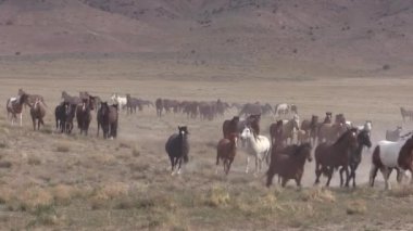 Baharda Utah çölünde vahşi bir at sürüsü.