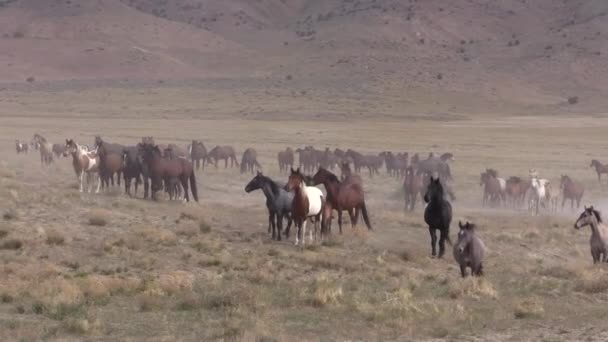 Uma Manada Cavalos Selvagens Primavera Deserto Utah — Vídeo de Stock