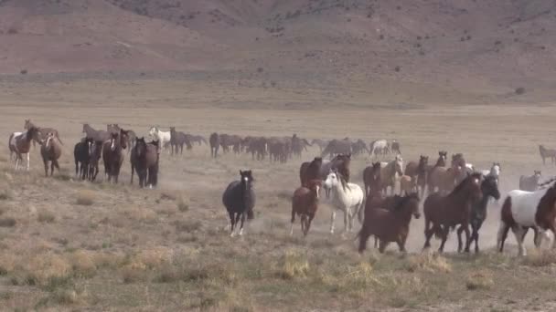 Baharda Utah Çölünde Vahşi Bir Sürüsü — Stok video