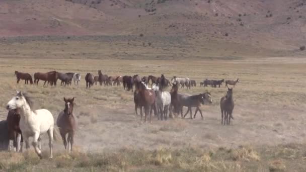 Una Mandria Cavalli Selvatici Primavera Nel Deserto Dello Utah — Video Stock