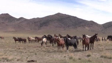 Baharda Utah çölünde vahşi atlar