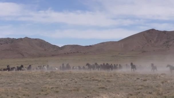 春のユタ砂漠の野生馬 — ストック動画