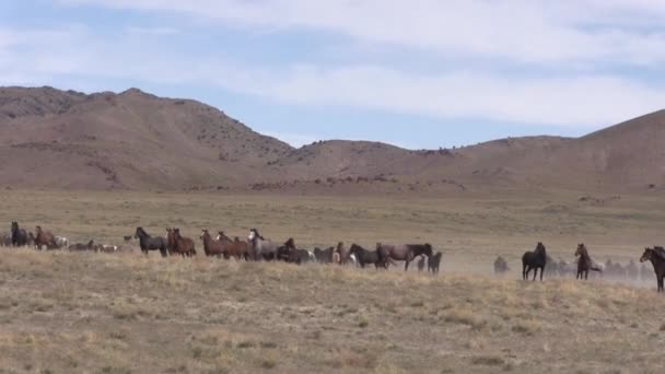 犹他州沙漠中的野马 — 图库视频影像