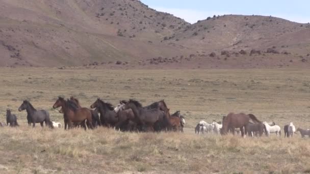 Una Mandria Rose Selvatiche Primavera Nel Deserto Dello Utah — Video Stock