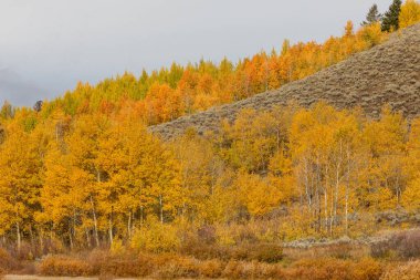 Grand Teton Ulusal Parkı Wyoming 'de manzaralı bir sonbahar manzarası.